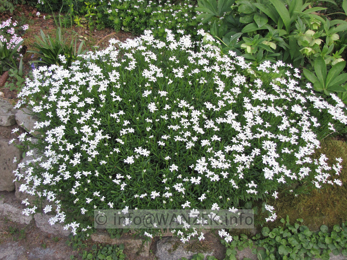 Iberis saxatilis 01.JPG